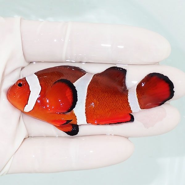 【現物1】カクレクマノミbig 7.5cm± ! wild 海水魚 カクレクマノミ(t111...