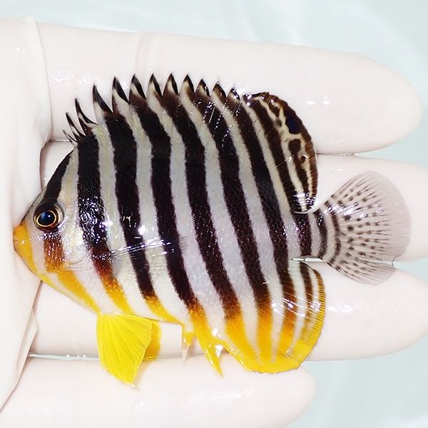 【現物35】シマヤッコ 6.5cm±! 海水魚 生体 15時までのご注文で当日発送...