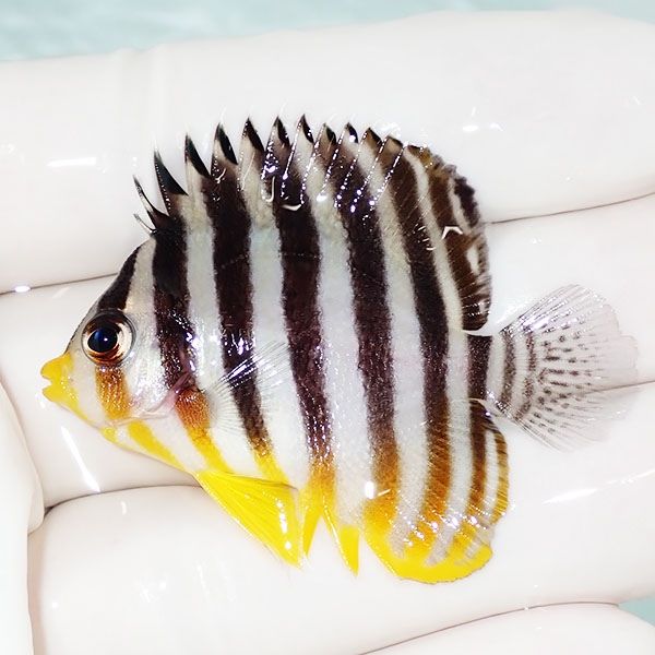 【現物36】シマヤッコ 4.8cm±! 海水魚 生体 15時までのご注文で当日発送...