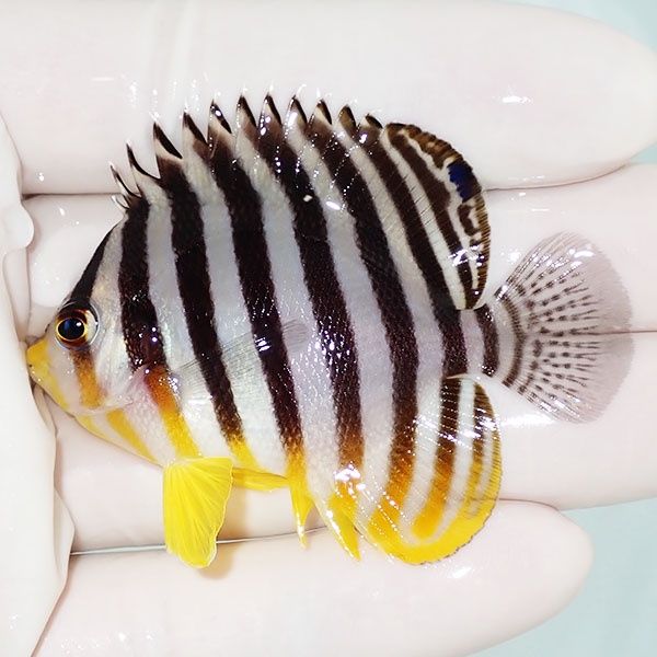 【現物37】シマヤッコ 5.7cm±! 海水魚 生体 15時までのご注文で当日発送...