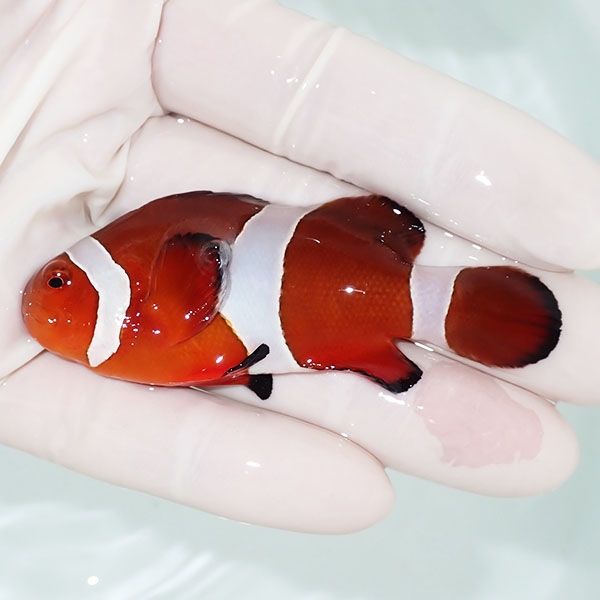 【現物2】カクレクマノミbig 7.3cm± ! wild 海水魚 カクレクマノミ(t111...