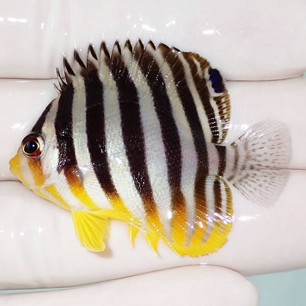 【現物38】シマヤッコ 4.7cm±! 海水魚 生体 15時までのご注文で当日発送...
