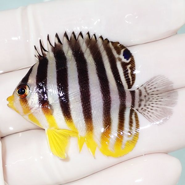 【現物40】シマヤッコ 5cm±! 海水魚 生体 15時までのご注文で当日発送(t...