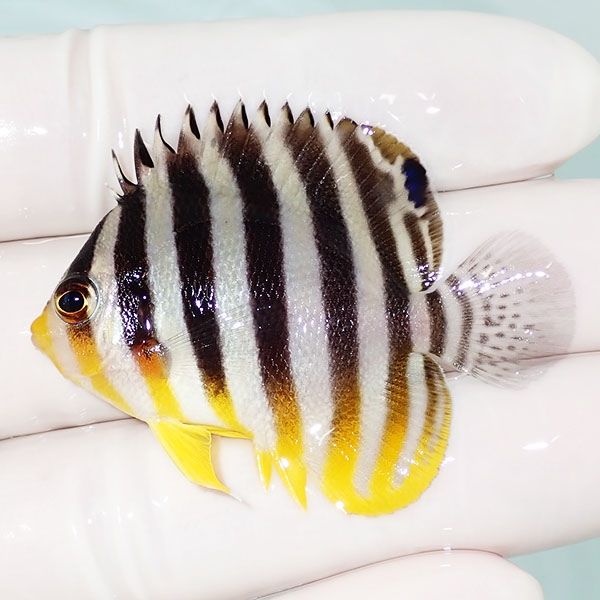 【現物41】シマヤッコ 5cm±! 海水魚 生体 15時までのご注文で当日発送(t...