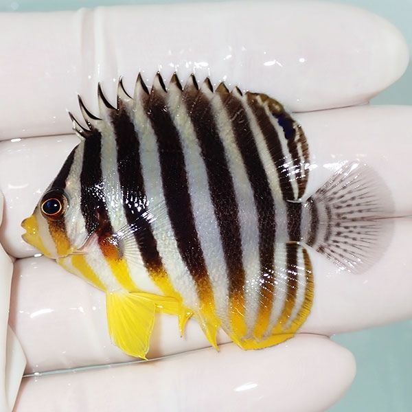 【現物42】シマヤッコ 5.5cm±! 海水魚 生体 15時までのご注文で当日発送...