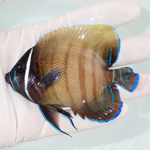 【現物1】ロクセンヤッコ 9cm± ! 海水魚 生体 15時までのご注文で当日...