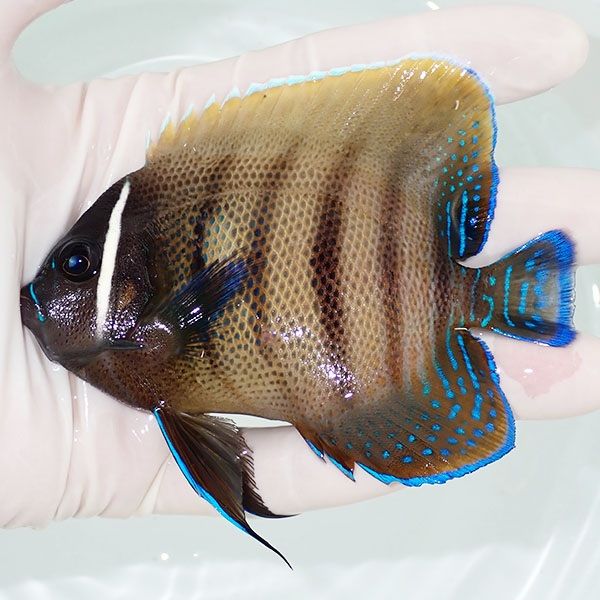 【現物2】ロクセンヤッコ 10cm± ! 海水魚 生体 15時までのご注文で当日...