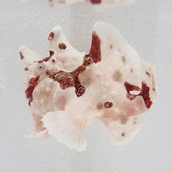 【現物11】クマドリカエルアンコウ 9..5cm! 海水魚 アンコウ 15時までの...
