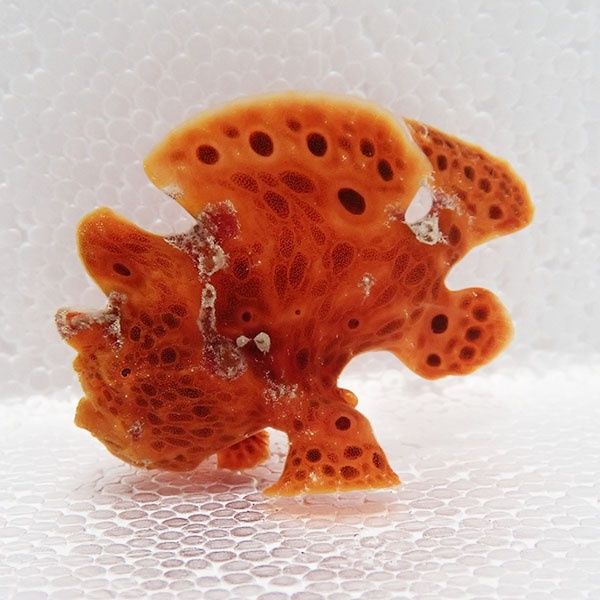 【現物10】イロカエルアンコウ 5.5cm! 海水魚 アンコウ 15時までのご注...