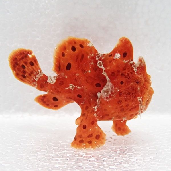 【現物9】イロカエルアンコウ 5.5cm! 海水魚 アンコウ 15時までのご注文...