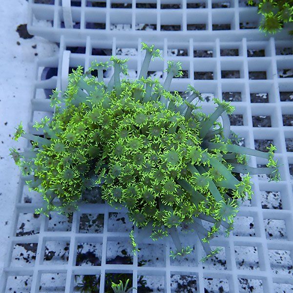 【サンゴ現物2】ハナガササンゴ!15時までのご注文で当日発送【サンゴ】(...