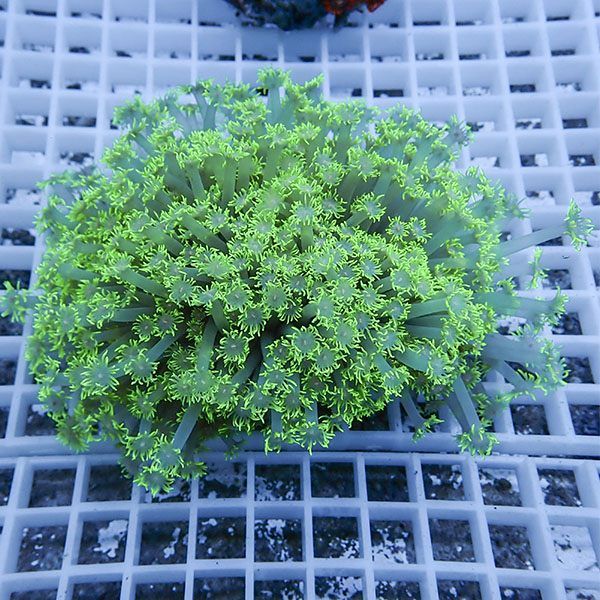 【サンゴ現物5】ハナガササンゴ!15時までのご注文で当日発送【サンゴ】(...