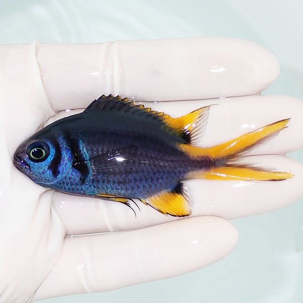 【現物1】カンザシスズメダイ 7.5cm±! 海水魚 スズメダイ15時までのご注...
