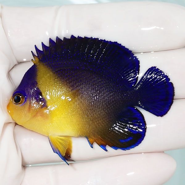 【現物3】sale スミレヤッコ 6cm±! 海水魚 ヤッコ 15時までのご注文で当...