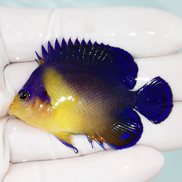 【現物4】sale スミレヤッコ 5.5cm±! 海水魚 ヤッコ 15時までのご注文で...