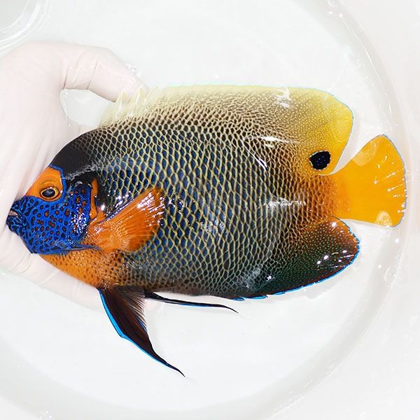 【現物1】 アデヤッコ 成魚 20cm±! 海水魚 ヤッコ(t111(t207