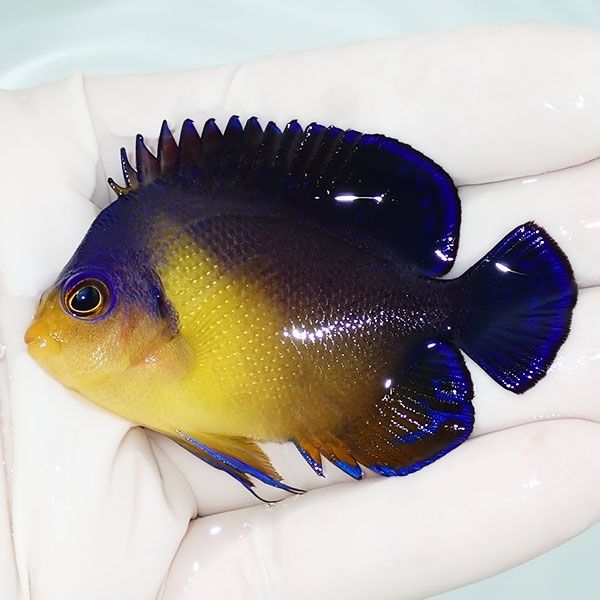 【現物1】sale スミレヤッコ 6.5cm±! 海水魚 ヤッコ 15時までのご注文で...