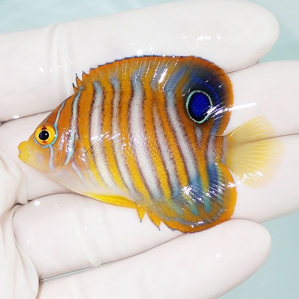 【現物10】ニシキヤッコ 5.5cm±!海水魚 ヤッコ15時までのご注文で当日発...