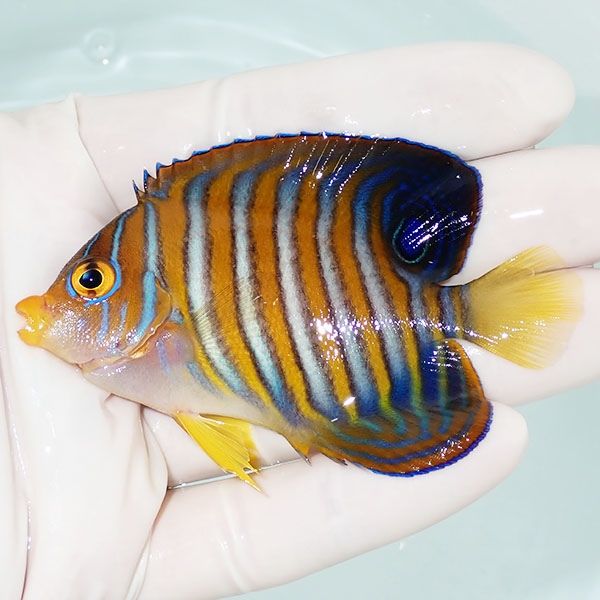 【現物11】ニシキヤッコ 7.5cm±!海水魚 ヤッコ15時までのご注文で当日発...