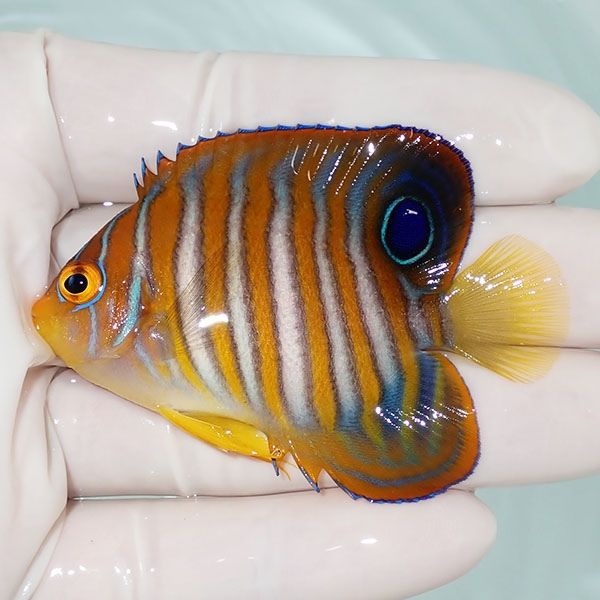 【現物12】ニシキヤッコ 6.5cm±!海水魚 ヤッコ15時までのご注文で当日発...