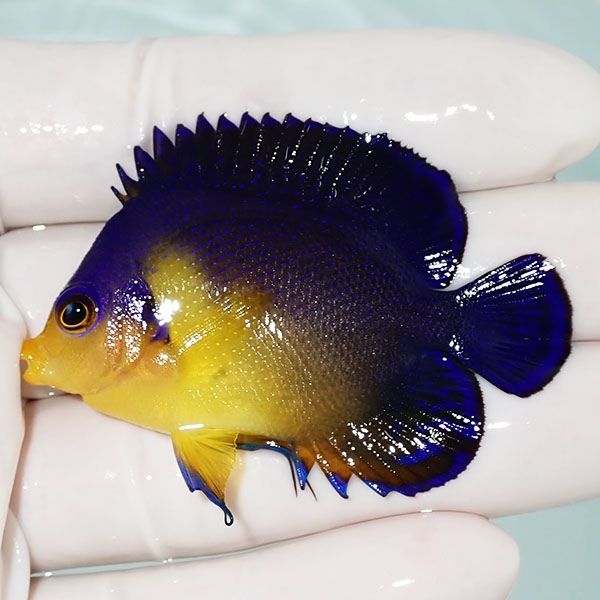 【現物2】sale スミレヤッコ 5.5cm±! 海水魚 ヤッコ 15時までのご注文で...