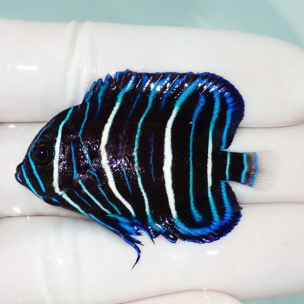 【現物9】アデヤッコ 幼魚 5cm±! 海水魚 ヤッコ(t111(t207