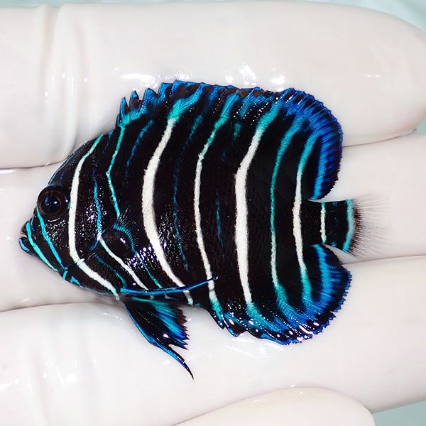 【現物11】アデヤッコ幼魚 4.5cm± ! 海水魚 ヤッコ (t111(t207