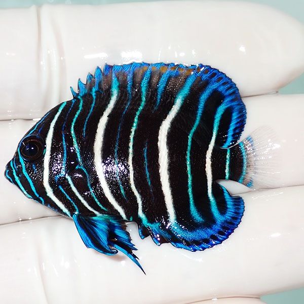 【現物10】アデヤッコ 幼魚 4.8cm±! 海水魚 ヤッコ(t111(t207