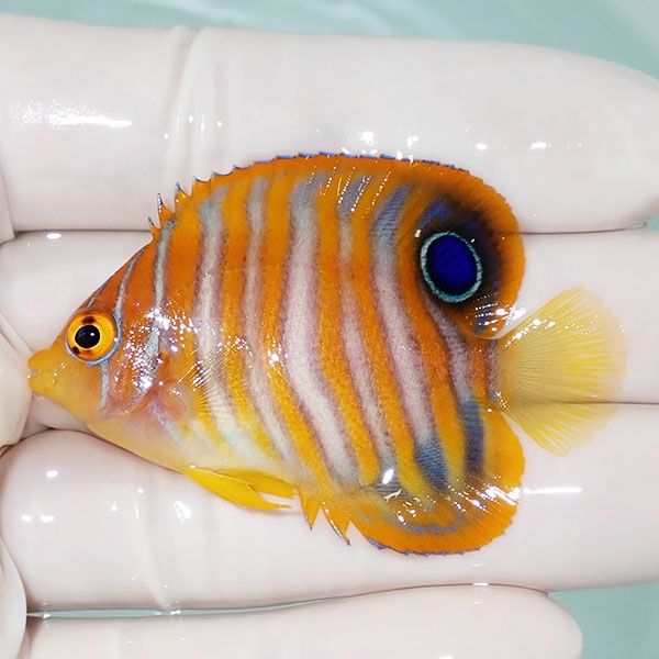 【現物13】ニシキヤッコ 5.5cm±!海水魚 ヤッコ15時までのご注文で当日発...
