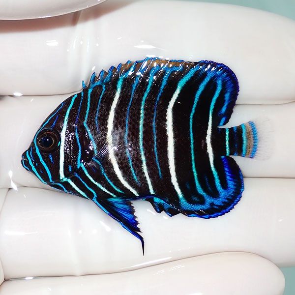 【現物7】アデヤッコ 幼魚 5cm±! 海水魚 ヤッコ(t111(t207