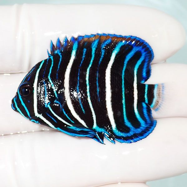 【現物8】アデヤッコ 幼魚 5cm±! 海水魚 ヤッコ(t111(t207