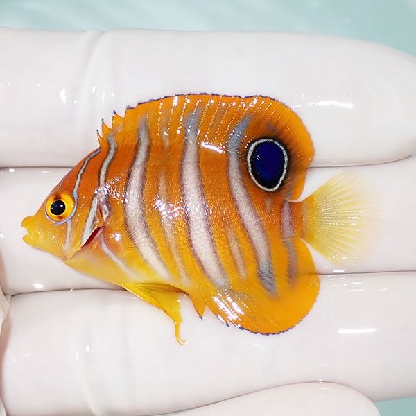 【現物14】ニシキヤッコ 4.7cm±!海水魚 ヤッコ15時までのご注文で当日発...
