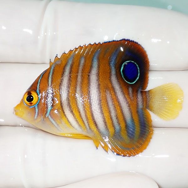 【現物16】ニシキヤッコ 4.5cm±!海水魚 ヤッコ15時までのご注文で当日発...