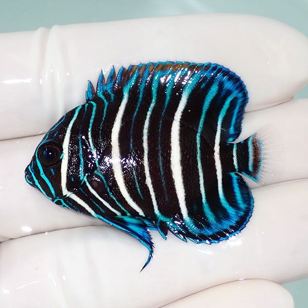 【現物12】アデヤッコ幼魚 4.5cm± !海水魚 ヤッコ 15時までのご注文で当...