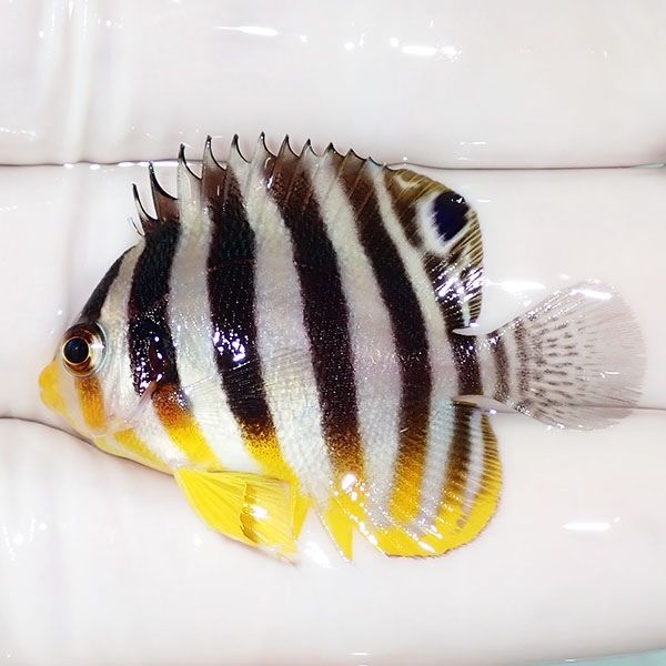 【現物62】シマヤッコ 4cm±! 海水魚 生体 15時までのご注文で当日発送(t...