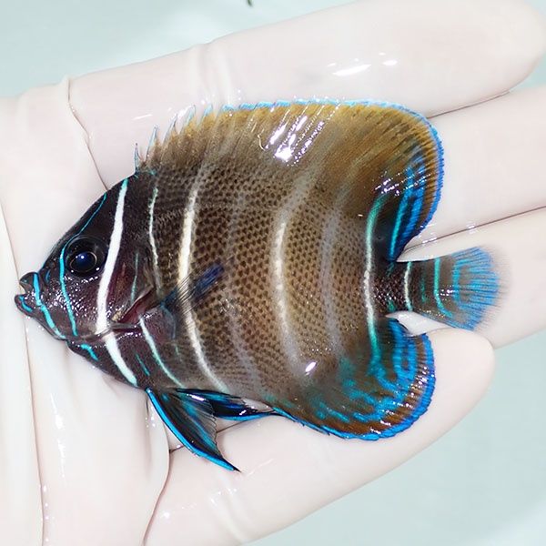 【現物3】ロクセンヤッコ 7cm± ! 海水魚 ヤッコ 15時までのご注文で当日...