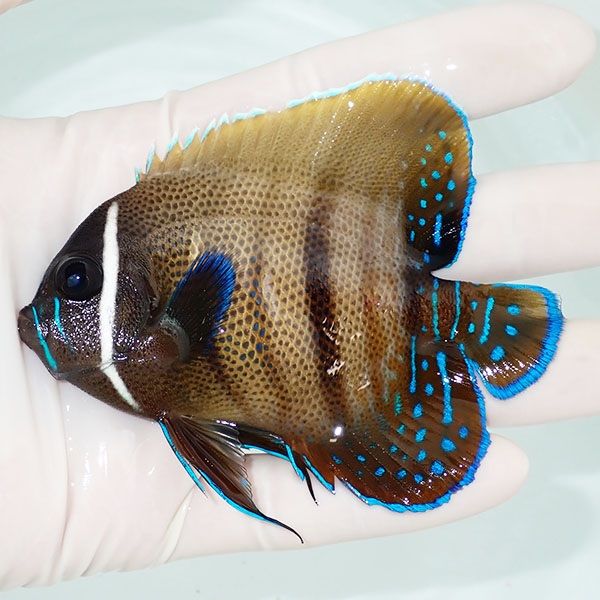 【現物1】ロクセンヤッコ 9.5cm± ! 海水魚 生体 15時までのご注文で当日...