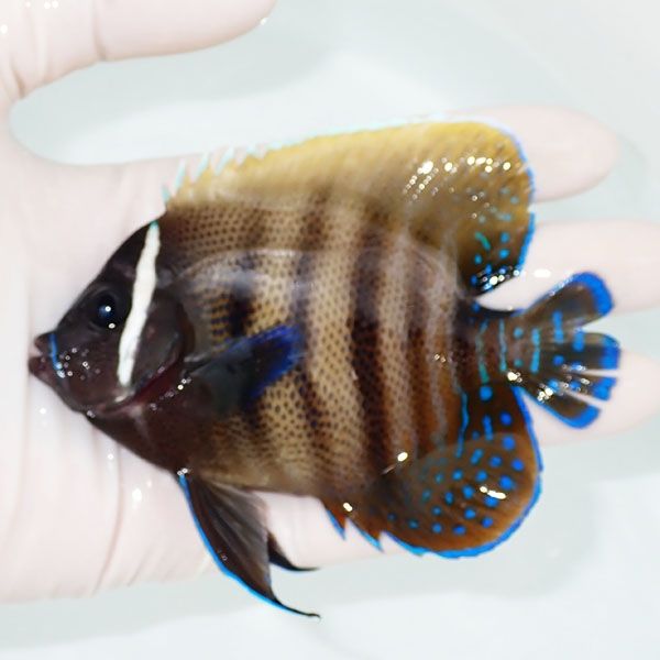【現物2】ヒレ裂けありロクセンヤッコ 10.5cm± ! 海水魚 生体 15時まで...