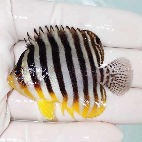 【現物60】シマヤッコ 5.7cm±! 海水魚 生体 15時までのご注文で当日発送...