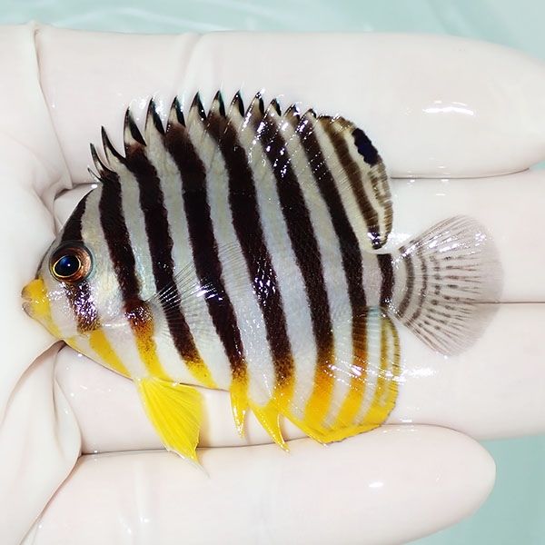【現物59】シマヤッコ 6cm±! 海水魚 生体 15時までのご注文で当日発送(t...