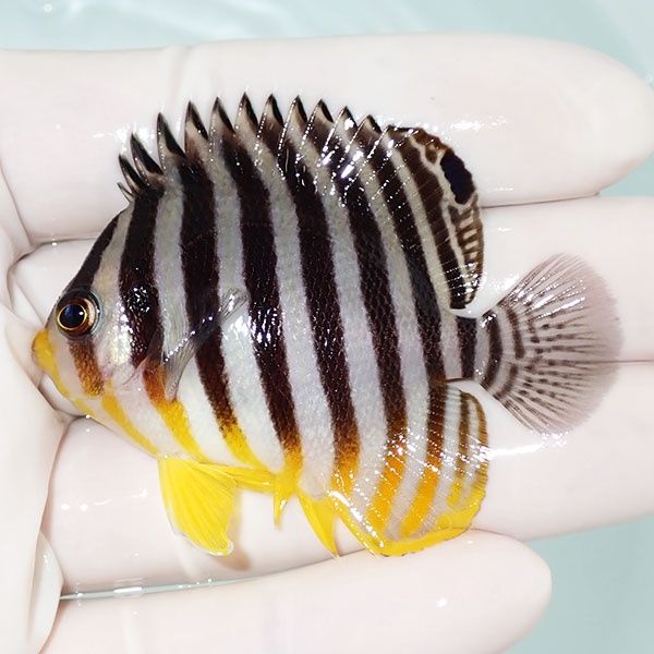 【現物58】シマヤッコ 6cm±! 海水魚 生体 15時までのご注文で当日発送(t...