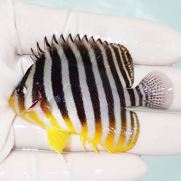 【現物57】シマヤッコ 6.5cm±! 海水魚 生体 15時までのご注文で当日発送...