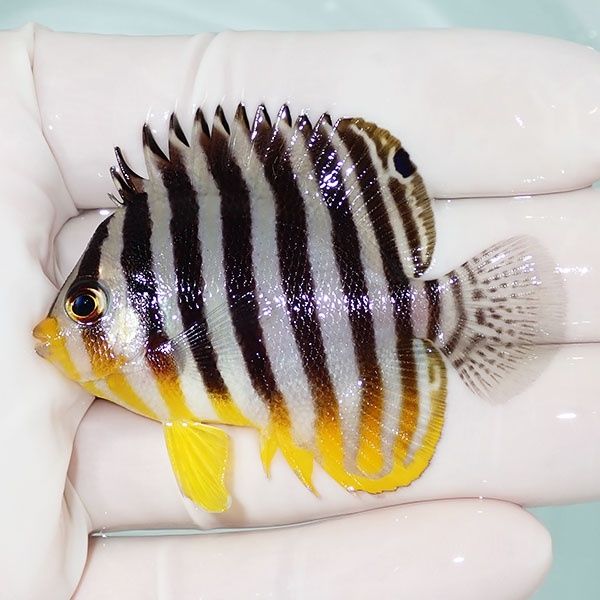 【現物56】シマヤッコ 6cm±! 海水魚 生体 15時までのご注文で当日発送(t...