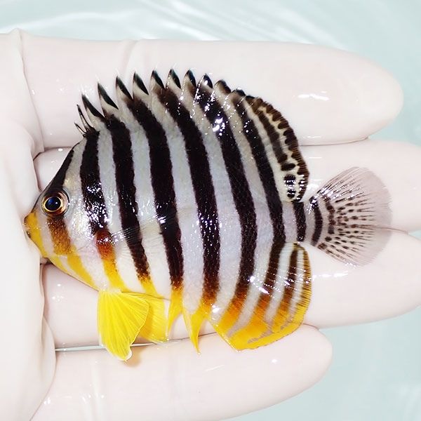 【現物55】シマヤッコ 6.5cm±! 海水魚 生体 15時までのご注文で当日発送...