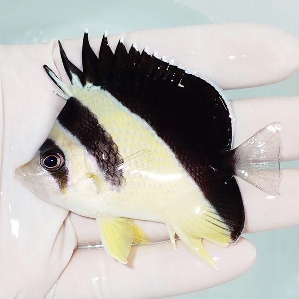 【現物1】バーゲスバタフライ 7.5cm±! 海水魚 チョウチョウウオ 15時ま...