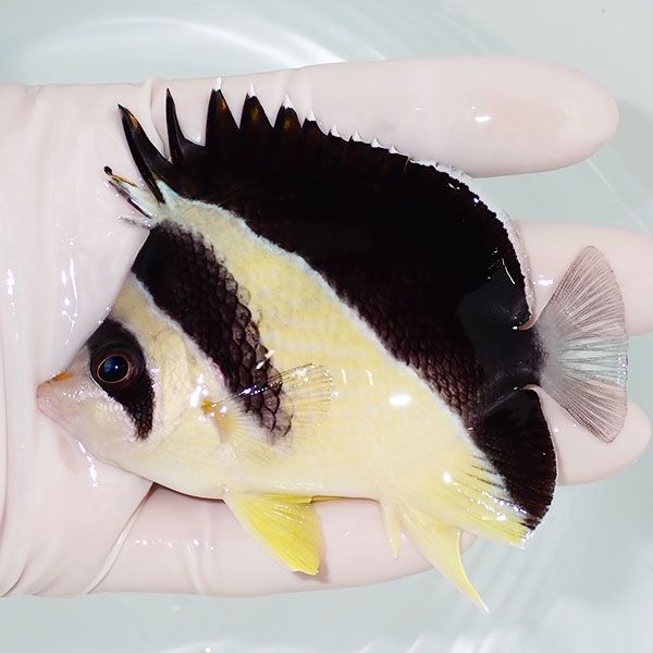 【現物2】バーゲスバタフライ 9cm±! 海水魚 チョウチョウウオ 15時まで...