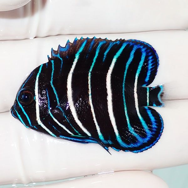 【現物6】アデヤッコ 幼魚 4.5cm±! 海水魚 ヤッコ(t111(t207