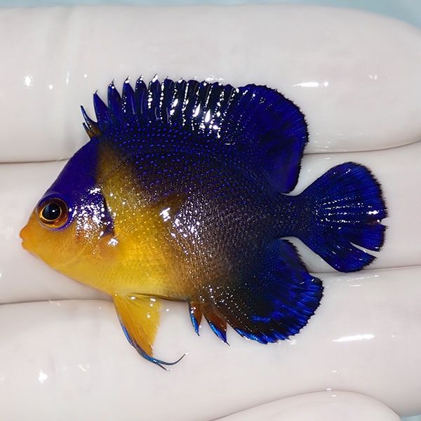 【現物7】sale スミレヤッコ 4.5cm±! 海水魚 ヤッコ 15時までのご注文で...