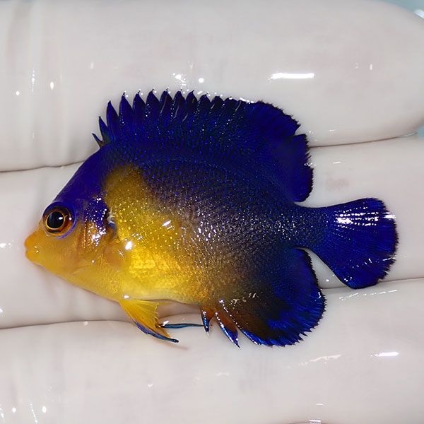 【現物9】sale スミレヤッコ 4cm±! 海水魚 ヤッコ 15時までのご注文で当...
