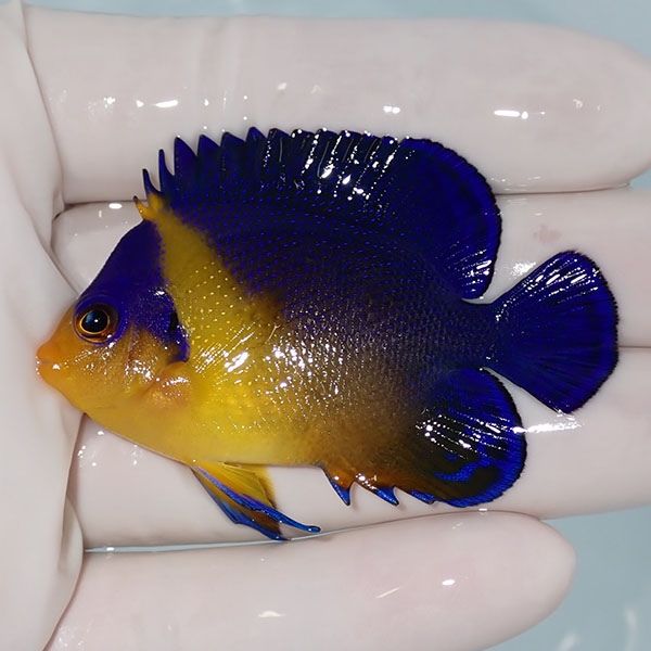 【現物8】sale スミレヤッコ 6cm±! 海水魚 ヤッコ 15時までのご注文で当...